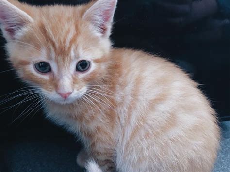 Ginger Kitten For Sale Bordon Hampshire Pets4homes Ginger Kitten