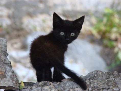 Most relevant best selling latest uploads. Cute little kittens | Cute Cats