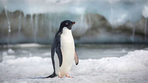 Pingvini Penguins Film