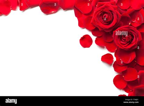 Red Roses And Rose Petals Isolated White Background Stock Photo Alamy