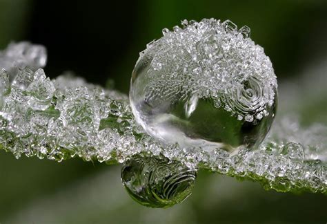 Frozen Dew Drops In This Stunning Macro Photograph By Alistair