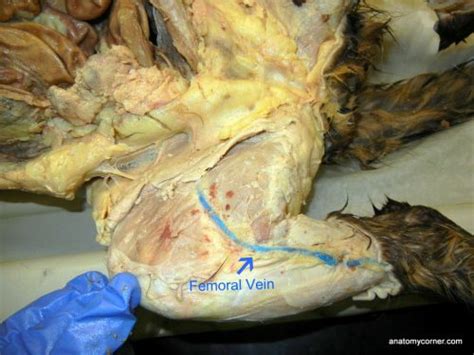 Blood vessels are flexible tubes that carry blood, associated oxygen, nutrients, water, and hormones throughout the body. Major Arteries and Veins of the Cat | Anatomy Corner