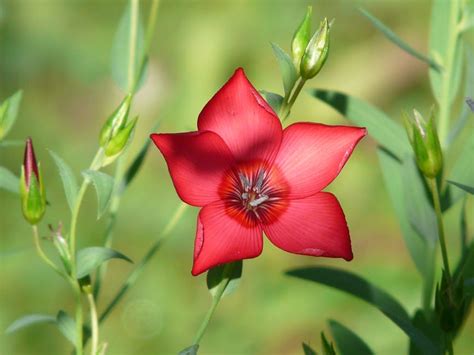 Red Flower Macro Photography · Free Stock Photo