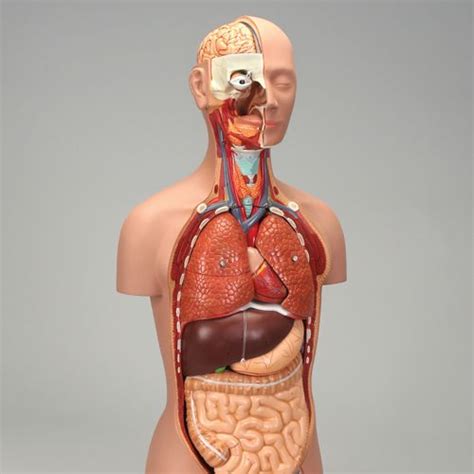 Numbered with english key card. Labeled Human Torso Model Diagram : Torso N2 : 3d asset ...