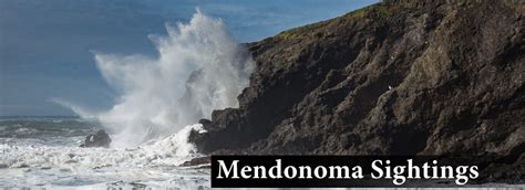 Mendonoma Sightings Nature Sightings On The Sonomamendocino Coast