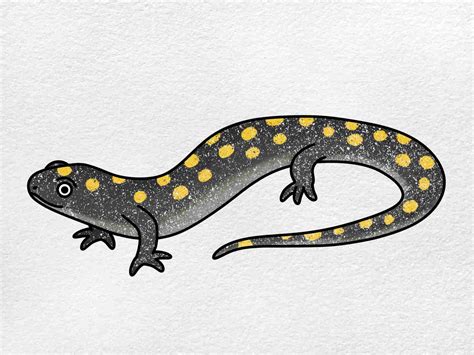How To Draw A Spotted Salamander Helloartsy