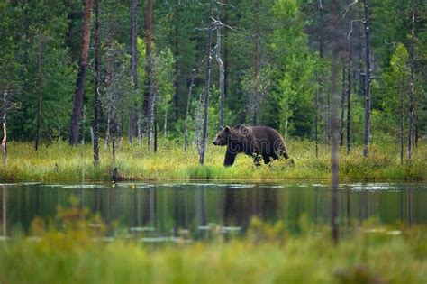 Large Adult Brown Bear Walking In The Forest Stock Image Image Of