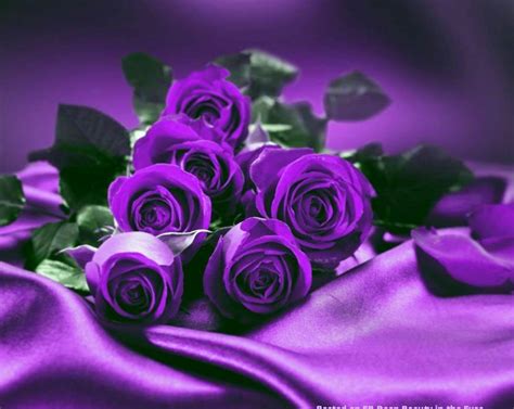 Purple Roses Everything Purple Pinterest