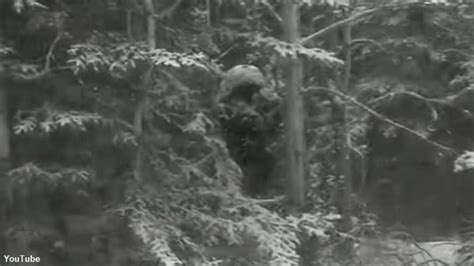 Bigfoot Filmed By Dashcam In Canada Iheartradio Coast To Coast Am