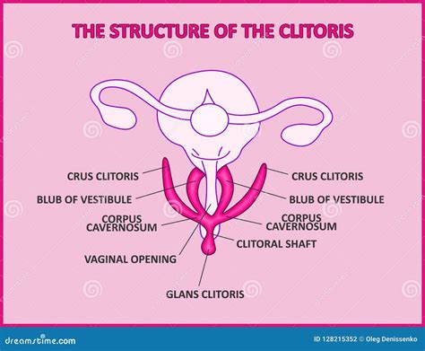 La Struttura Del Clitoride Una Vagina Femminile Di Anatomia Del