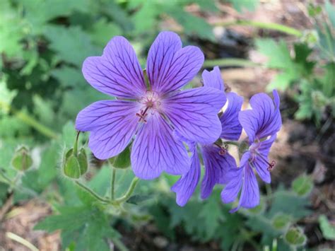 Cranesbill Flower Care Varieties And Uses Lovetoknow