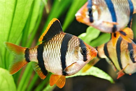 Cute And Funny Names For Your Pet Fish That Will Crack You Up