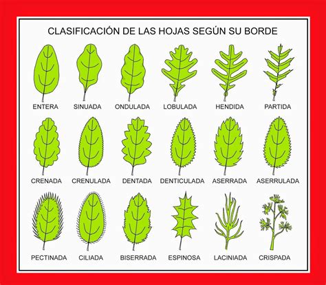 Á R B O L E S T R E E S Tipos De Hojas Simples Clasificacion