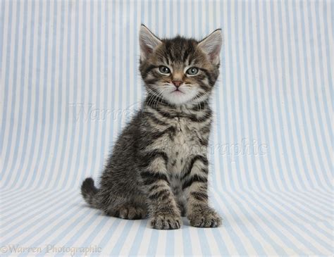 Cute Tabby Kitten 6 Weeks Old Photo Wp35627