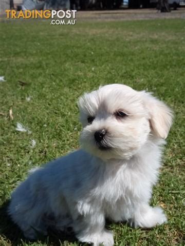 Browse the largest, most trusted source of shih tzu puppies for sale. Maltese-Shih-Tzu-Puppies-for-sale-DACO-116327