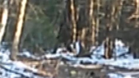 Maine Bigfoot Footage Breakdown Zoomed And Stabilized Youtube