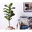 Top 10 Indoor Plants To Choose For A Busy Household