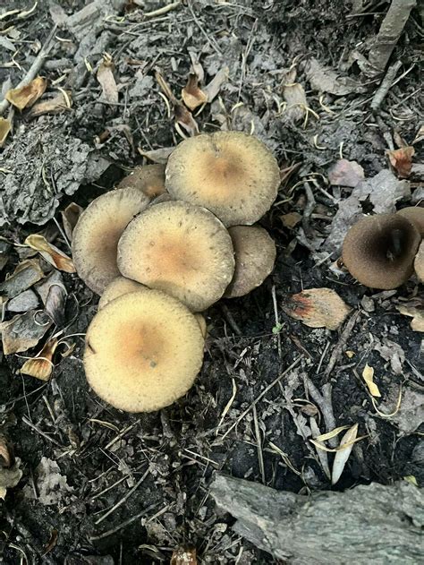Mushroom Id Northern Virginia Mushroom Hunting And Identification