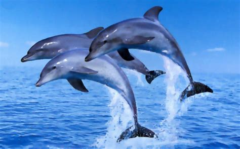 46 Beach Dolphin Wallpaper Wallpapersafari
