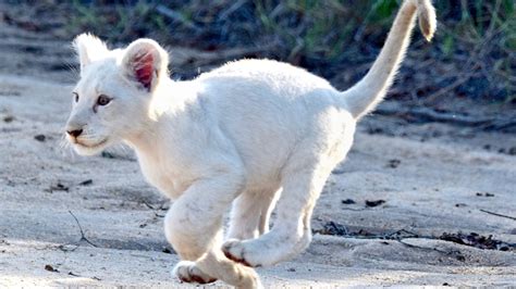 Rare White Lion Cub Spotted In South Africa The Weather Channel