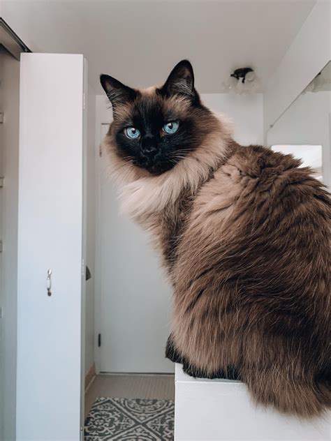 Balinese Cats Are Beautiful His Name Is Carmine Ifttt