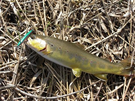 Montana Of The Midwest Brown Trout Considered A Invasive Species In