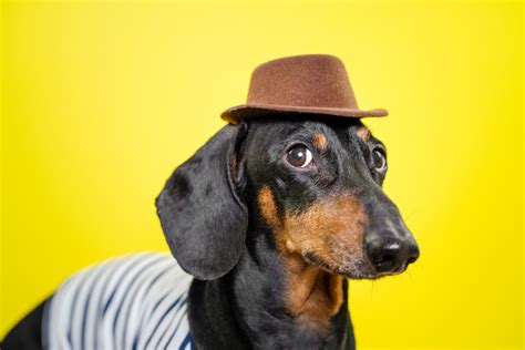 15 Of The Most Common Dachshund Traits - I Love Dachshunds