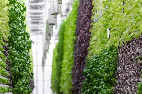 Vertical Farming In Middle East Know Latest Developments