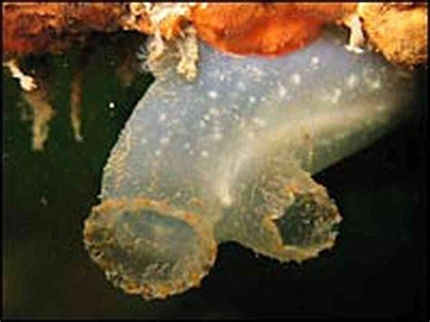'Sea Squirts' Slime Puget Sound : NPR