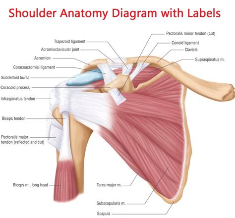 Diagram Of Shoulder Ligaments Shoulder Joint Cross Section Medical