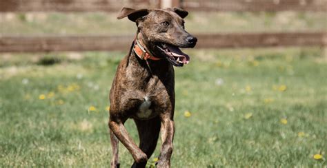 Plott Hound Dog Breed Information Breed Advisor