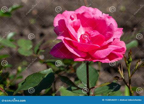Natural Background Image Of Fuchsia Rose On A Branch In Close Up Stock