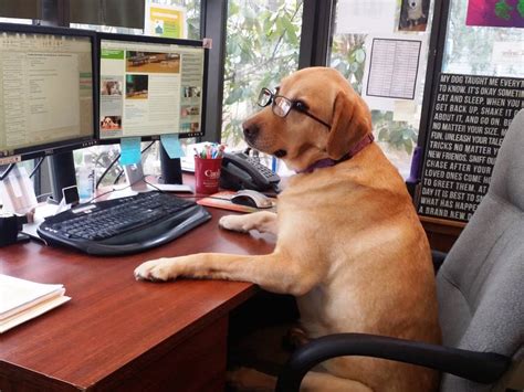 Some Dos and Don'ts for Bringing your Dog to Work | Harrison, NY Patch