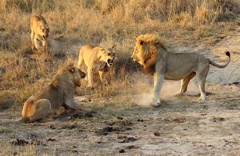 Incredible Fight Between Two Male Lions Mirror Online