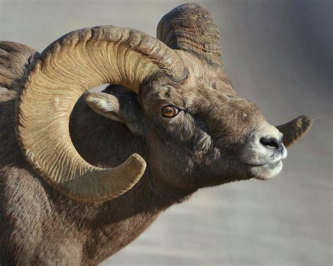 Big Horn Ram Photograph By Kerry Singleton Pixels