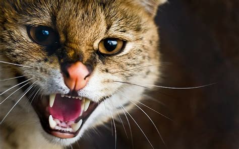 Hd Wallpaper Angry Animals Cats Teeth Wallpaper Flare