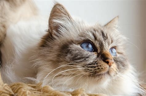 Get To Know The Birman A White Booted Beauty Of A Cat Breed With A