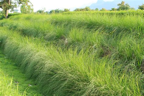 El Vetiver Una Olorosa Planta Que Crece En Las Orillas De Los Ríos