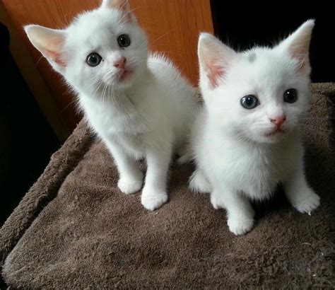Turkish Angora Cats For Sale Newark Nj 97614 Petzlover