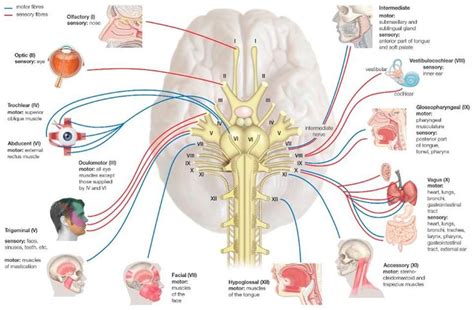 Vagus Nerve Google Search Cranial Nerves Cranial Nerves Function