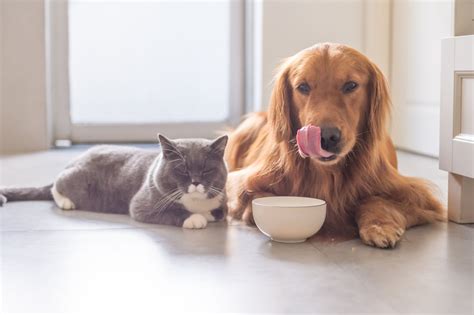 Us House Passes Bill To Ban Eating Dogs And Cats