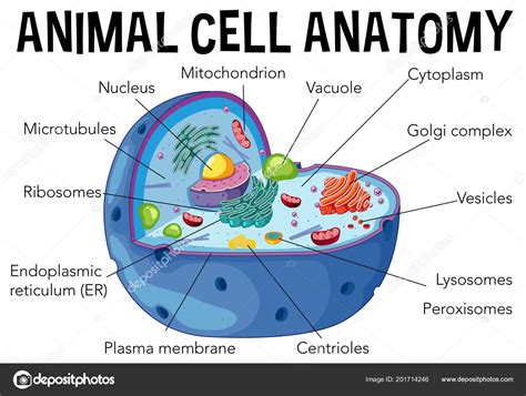 Lamina De La Celula Animal Estudiar