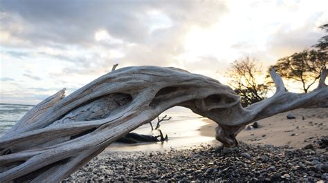 Free Images Beach Driftwood Tree Nature Sand Rock Ocean