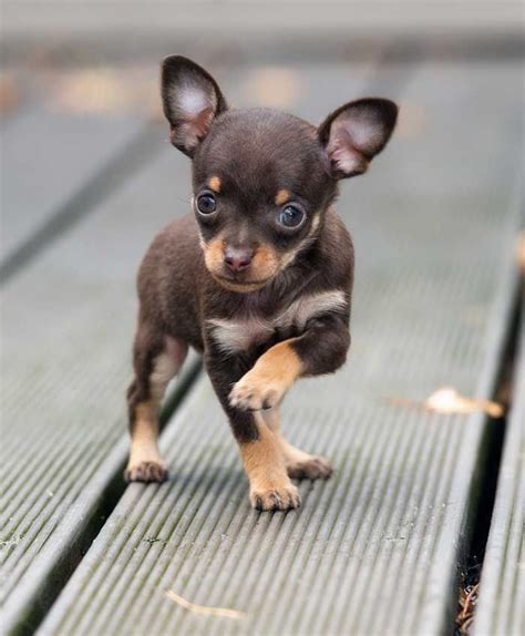 Teacup Chihuahua Pros And Cons Of The Worlds Tiniest Dogs Teacup