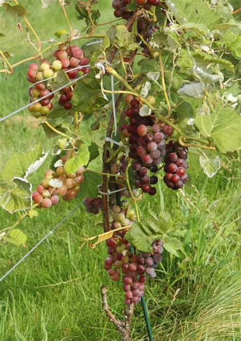 Discover How Easy It Is To Grow Grapes Homestead Hustle