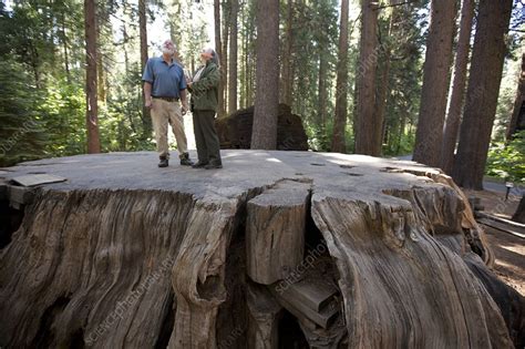 Giant Sequoia Tree Stump Stock Image C0155407 Science Photo Library