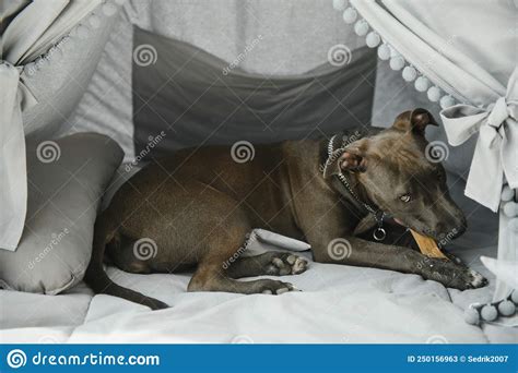 Happy Dog With Chewing Bone In Mouth Stock Image Image Of Playing