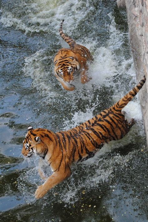 Siberian Tiger Jumping On Tiger In Water A Photo On Flickriver