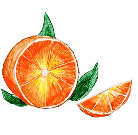 Mandarin Orange Drawing At Explore Collection Of