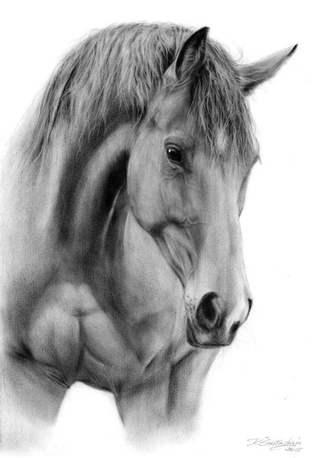 Dangole Serstinskaya Horse Drawings Realistic Drawings Horses